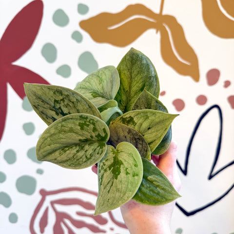 Scindapsus pictus 'Silvery Anne' - Satin Pothos - Sprouts of Bristol