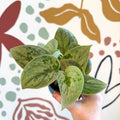 Scindapsus pictus 'Silvery Anne' - Satin Pothos - Sprouts of Bristol