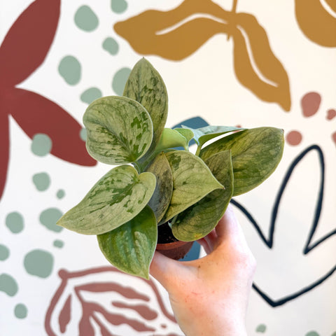 Scindapsus pictus 'Silvery Anne' - Satin Pothos - Sprouts of Bristol