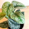 Scindapsus pictus 'Trebie / Exotica' - Satin Pothos - Sprouts of Bristol
