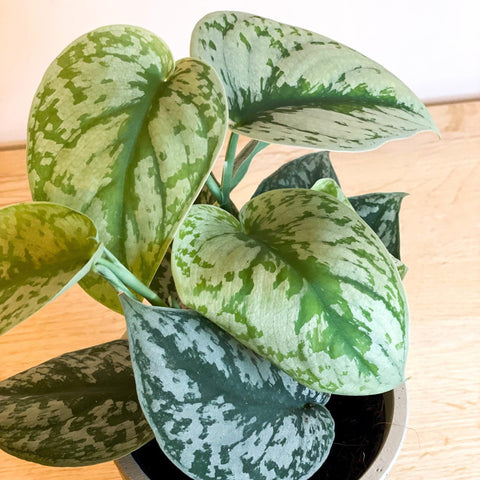 Scindapsus pictus 'Trebie / Exotica' - Satin Pothos - Sprouts of Bristol