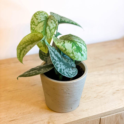 satin pothos trebie Scindapsus pictus 'Trebie / Exotica'