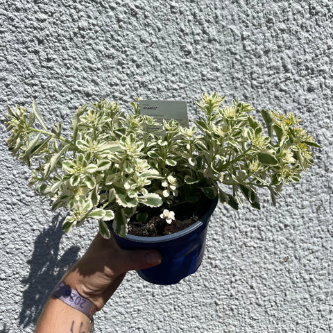 Sedum ‘Atlantis’ - British Grown - Sprouts of Bristol