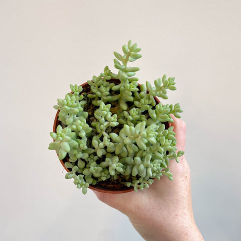 Sedum morganianum ‘Burrito’ - Burro's Tail - Sprouts of Bristol