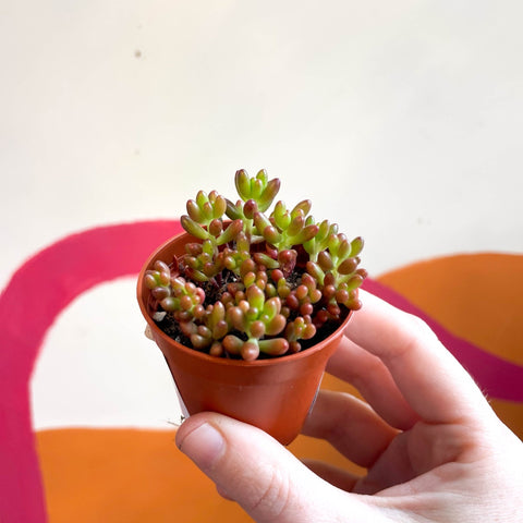 sedum rubrotinctum jelly bean succulent Sedum rubrotinctum