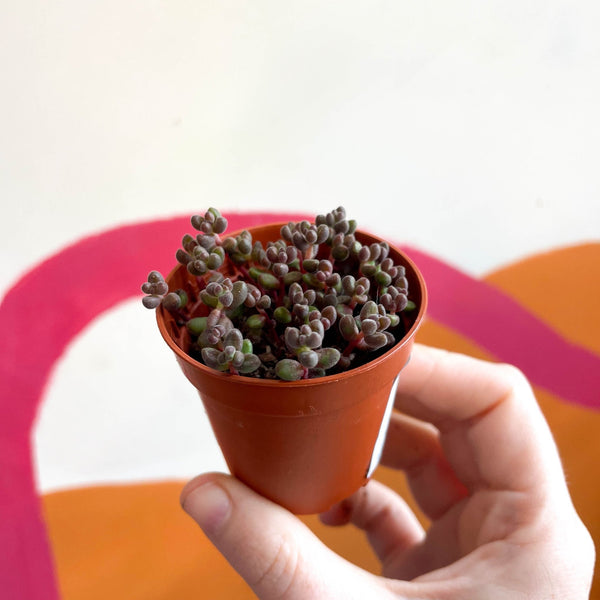 purple jelly bean succulent Sedum rubrotinctum - Jelly Bean Plant