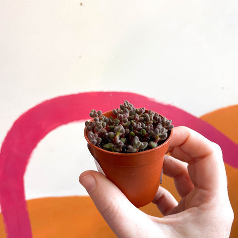 Sedum rubrotinctum - Jelly Bean Plant - Dark Purple - Sprouts of Bristol