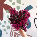 Sedum spurium 'Spot On Deep Rose' - Sprouts of Bristol