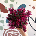 Sedum spurium 'Spot On Deep Rose' - Sprouts of Bristol