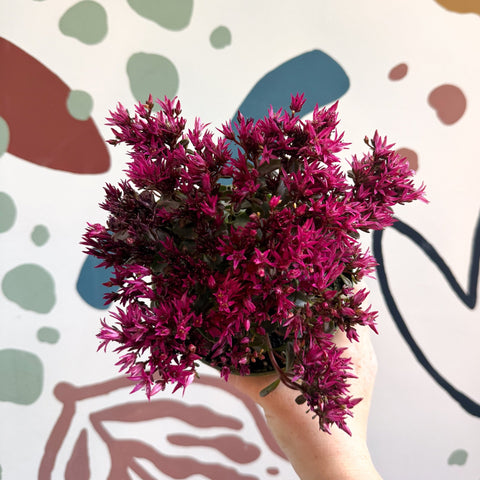 Sedum spurium 'Spot On Deep Rose' - Sprouts of Bristol