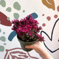 Sedum spurium 'Spot On Deep Rose' - Sprouts of Bristol