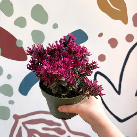 Sedum spurium 'Spot On Deep Rose' - Sprouts of Bristol