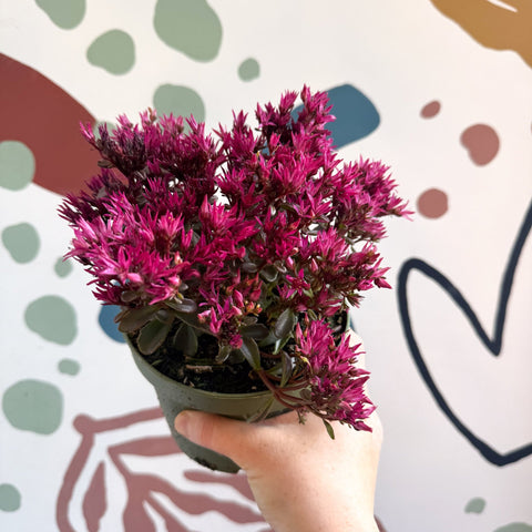 Sedum spurium 'Spot On Deep Rose' - Sprouts of Bristol