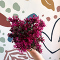 Sedum spurium 'Spot On Deep Rose' - Sprouts of Bristol
