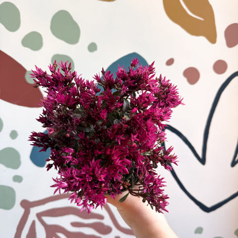 Sedum spurium 'Spot On Deep Rose' - Sprouts of Bristol