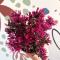 Sedum spurium 'Spot On Deep Rose' - Sprouts of Bristol