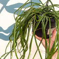 Selenicereus wercklei – Werckle’s Jungle Cactus - Sprouts of Bristol