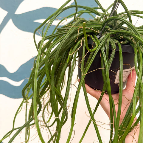 Selenicereus wercklei – Werckle’s Jungle Cactus - Sprouts of Bristol