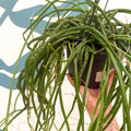 Selenicereus wercklei – Werckle’s Jungle Cactus - Sprouts of Bristol