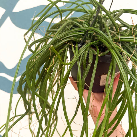Selenicereus wercklei – Werckle’s Jungle Cactus - Sprouts of Bristol