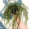 Selenicereus wercklei – Werckle’s Jungle Cactus - Sprouts of Bristol