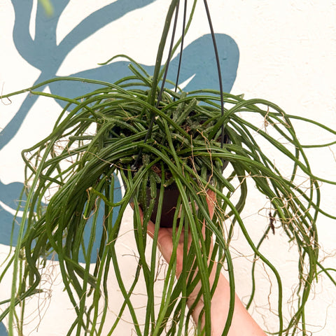 Selenicereus wercklei – Werckle’s Jungle Cactus - Sprouts of Bristol
