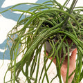 Selenicereus wercklei – Werckle’s Jungle Cactus - Sprouts of Bristol