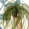 Selenicereus wercklei – Werckle’s Jungle Cactus - Sprouts of Bristol