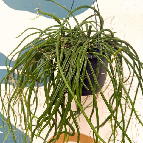 Selenicereus wercklei – Werckle’s Jungle Cactus - Sprouts of Bristol