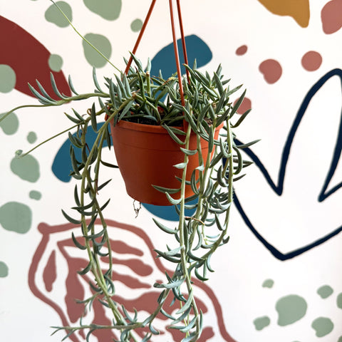 Senecio hallianus - String of Blue Beans - Sprouts of Bristol