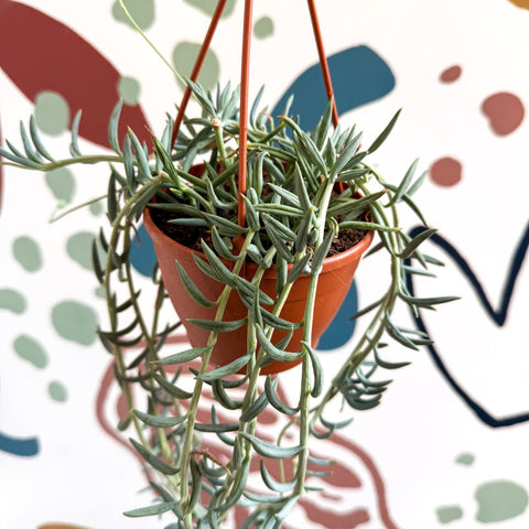 Senecio hallianus - String of Blue Beans - Sprouts of Bristol