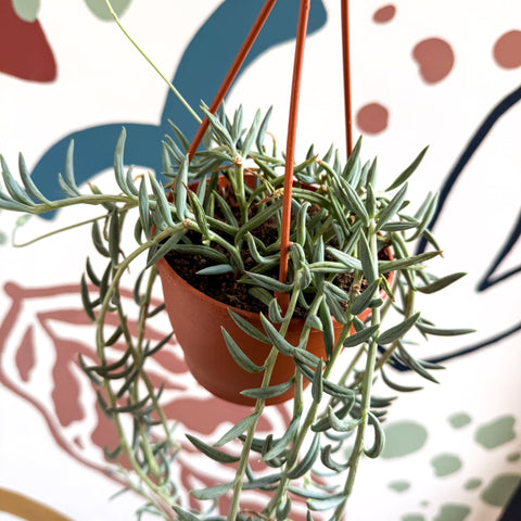 string of beans hanging plant Senecio hallianus
