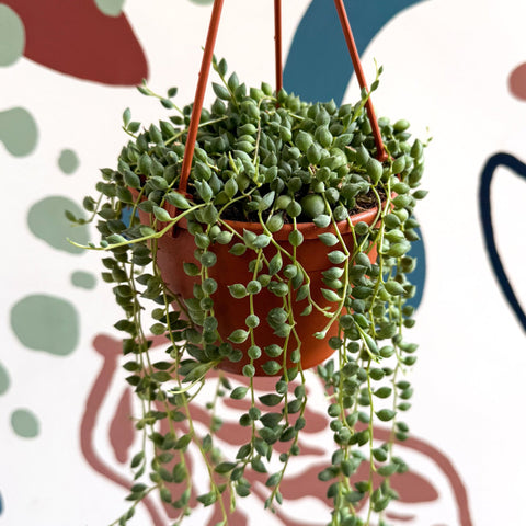 string of tears succulent Senecio herreanus