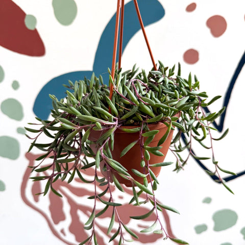 Senecio herreianus 'Purple Flush' - Purple String of Bananas - Sprouts of Bristol