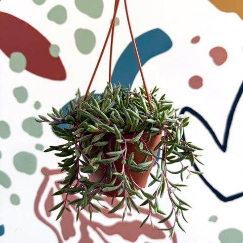 purple string succulent Senecio herreianus 'Purple Flush'