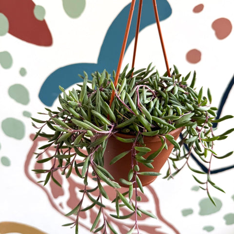 Senecio herreianus 'Purple Flush' - Purple String of Bananas - Sprouts of Bristol