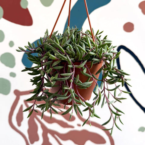 Senecio herreianus 'Purple Flush' - Purple String of Bananas - Sprouts of Bristol