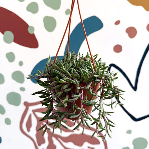 Senecio herreianus 'Purple Flush' - Purple String of Bananas - Sprouts of Bristol