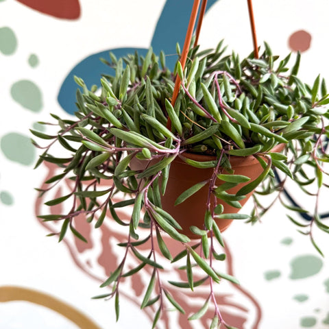 Senecio herreianus 'Purple Flush' - Purple String of Bananas - Sprouts of Bristol