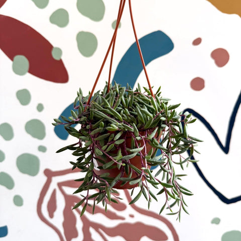 Senecio herreianus 'Purple Flush' - Purple String of Bananas - Sprouts of Bristol