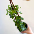 Senecio macroglossus - Natal Ivy - Sprouts of Bristol