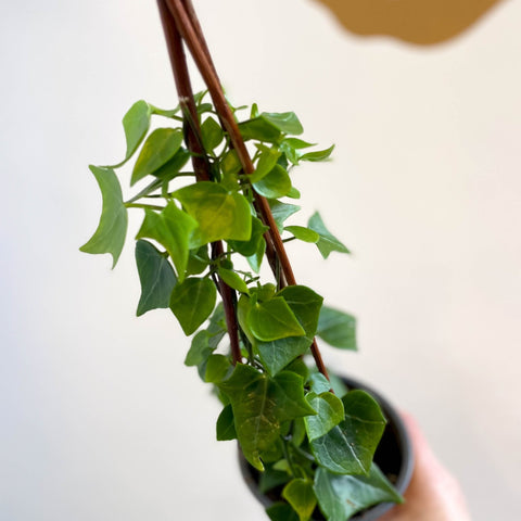 Senecio macroglossus - Natal Ivy - Sprouts of Bristol