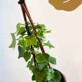 Senecio macroglossus - Natal Ivy - Sprouts of Bristol