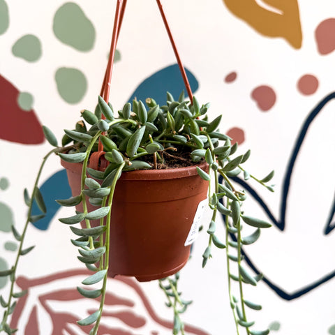 Senecio radicans - String of Bananas - Sprouts of Bristol