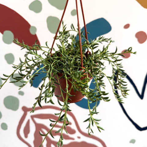 Senecio radicans - String of Fish Hooks - Sprouts of Bristol