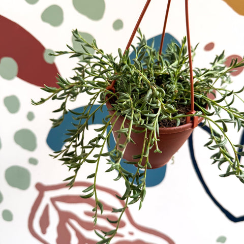 Senecio radicans - String of Fish Hooks - Sprouts of Bristol