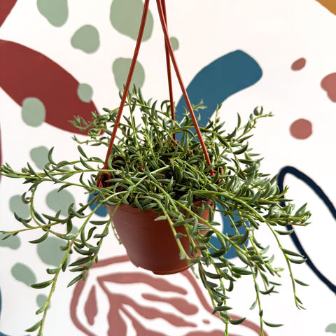 Senecio radicans - String of Fish Hooks - Sprouts of Bristol