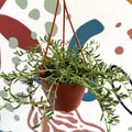 Senecio radicans - String of Fish Hooks - Sprouts of Bristol