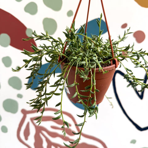 Senecio radicans - String of Fish Hooks - Sprouts of Bristol