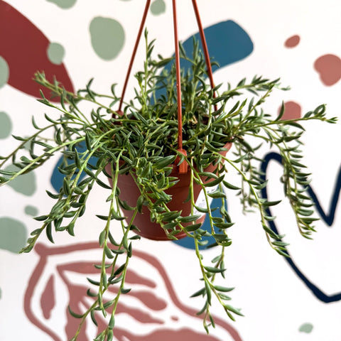 Senecio radicans - String of Fish Hooks - Sprouts of Bristol